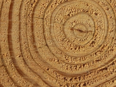 2021 aumento del Legno